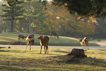秋の奈良公園と鹿たちです