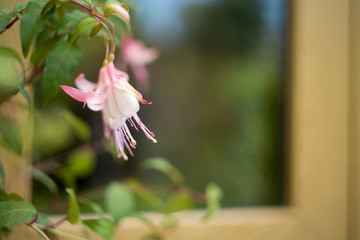 fuchsia magellanica flower, hummingbird fuchsia or hardy fuchsia, Hanging fuchsia flowers in shades of pink