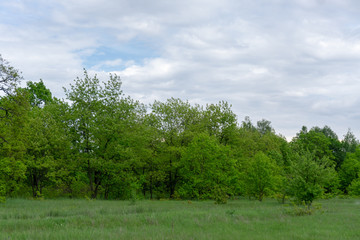 Green field and blue sky with clouds