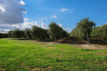 Obraz premium Olive trees in a row. Plantation and Blue Sky, mediterranean agricultural field, Mallorca Island, Spain, Europe