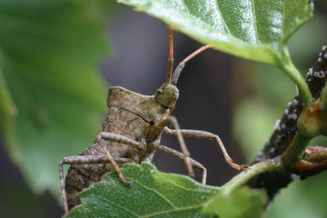 Big brown bug  sits on a green leaf. Insect on leaf extreme close up photo.