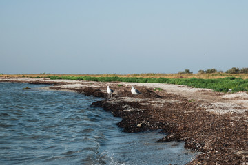 seagulls on wild sea beach