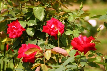 公園に咲いていた綺麗なダリア
