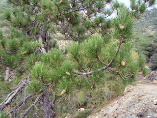 Fototapeta premium The unique beauty and magnificence of mountain pines surrounded by all sides of the hiking lovers.