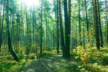 Summer Forest Background
