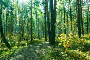 Plakat Summer Forest Background