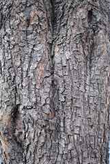 Tree texture
