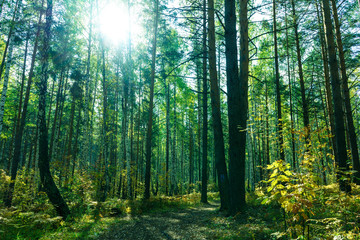 Fototapeta premium Summer Forest Background