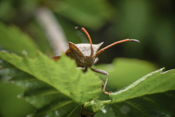 Big brown bug  sits on a green leaf. Insect on leaf extreme close up photo.
