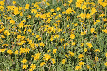 Field of dandelions yellow flowers and green grass. May, Belarus