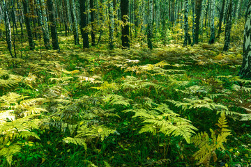 Summer Forest Background