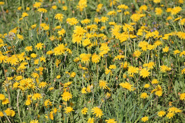 Field of dandelions yellow flowers and green grass. May, Belarus