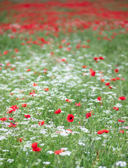 Poppy field San Quirico Val D'Orcia Tuscany Italy