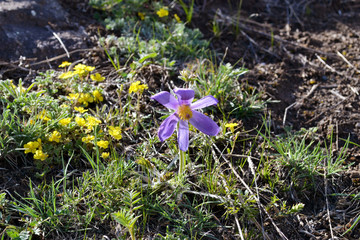Purple and yellow flowers in the grass.