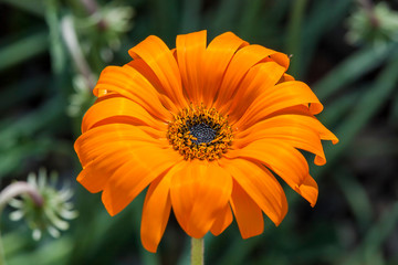 Arctotis acaulis South Africa flower plant commonly known as tufted arctotis or marigold