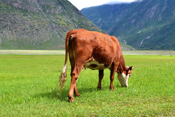 Grazing cow on the mountain valley.