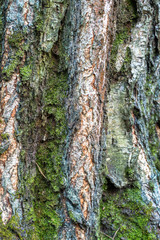 Fragment of natural bark, lit by the soft evening sunlight, may be used as contemporary expressive element of ecological or naturalistic style for interior or graphic design.