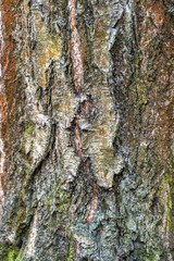 Fragment of natural bark, lit by the soft evening sunlight, may be used as contemporary expressive element of ecological or naturalistic style for interior or graphic design.