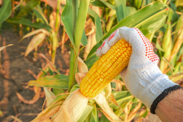 Farm worker picking corn on the cob