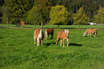 Naklejka na ściany i meble Haflinger Pferde (Equus ferus caballus) in Tirol / Österreich