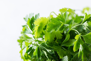 Fresh homegrown organic parsley, plant