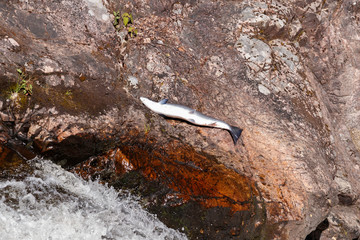 Leaping Atlantic salmon (salmo salar).