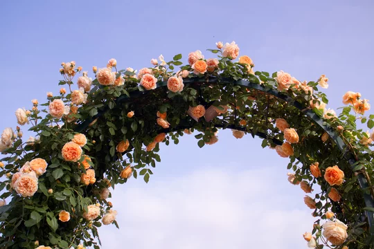 あしかがフラワーパーク バラ クラウンプリンセスマルガリータ Stock Photo Adobe Stock