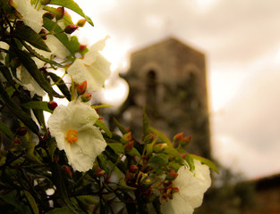 bouquet of flowers and a tower