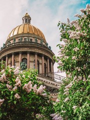 Variegated branches of lilac against the dome of St. Isaac's Cathedral in St. Petersburg
