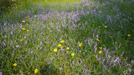 Fototapeta premium A scene where purple wildflowers bloom beautifully between green grass and trees