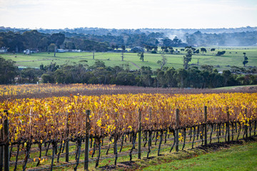 Vineyard in autumn in beautiful countryside in Australia