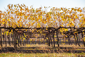 Closeup of rows of grape vines with golden leafs