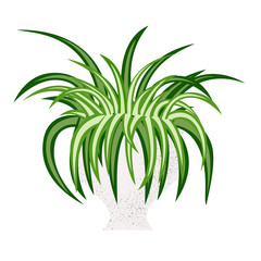 Vector illustration of spider house plant isolated