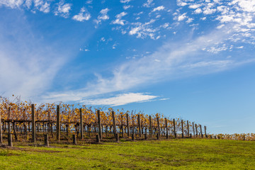 Scenic vineyard under blue sky in autumn