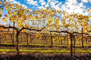 Grape vines with yellow leafs in autumn - closeup