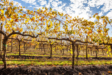 Grape vines with yellow leafs in autumn under bright sun