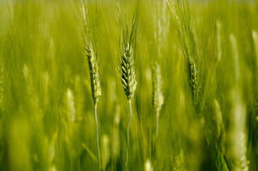 Wheat on the Field.