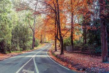 Fototapeta na wymiar Rural road passing through tall autumn trees in Australia