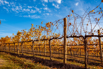 Rows of grape vines in a winery
