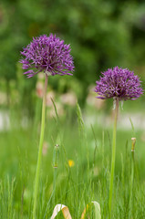 Fototapeta premium rain drops on purple onion blossom in urban park