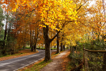 Walkway and road passing under golden trees canopy in fall. Dandenong Ranges, Australia
