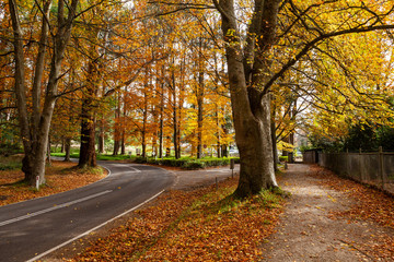 Naklejka premium Road bending under orange autumn trees in Australia