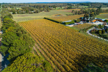 Aerial view of beautiful yellow vineyard in autumn. Mornington Peninsula, Australia