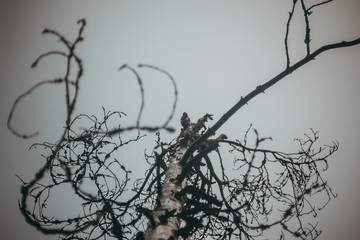pastel toned photo of a tree with a woodpecker in the background, grey sky