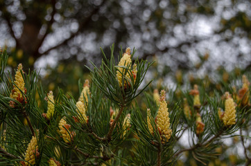 blooming pine 2