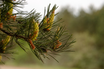 blooming pine