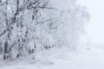 forest in the frost. Winter landscape. Snow covered trees