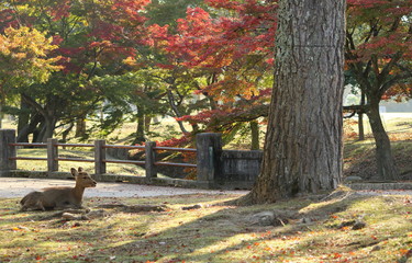 秋の奈良公園と座る鹿