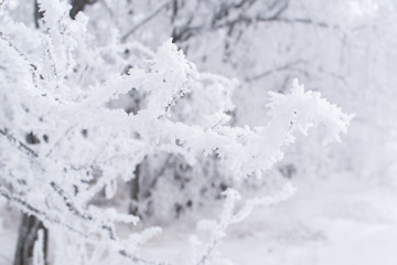 Fototapeta na wymiar branches of tree covered with snow