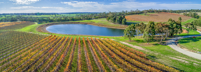 Aerial panorama of vineyard and pond on bright sunny day in fall. Mornington Peninsula, Australia